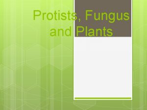 Protists Fungus and Plants Kingdom Protista All Eukaryotic