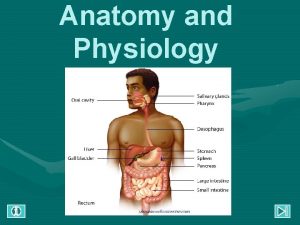 Anatomy and Physiology ANATOMY AND PHYSIOLOGY The gastrointestinal