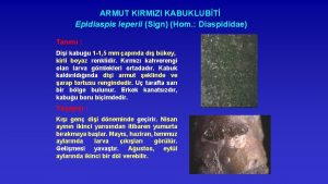 ARMUT KIRMIZI KABUKLUBT Epidiaspis leperii Sign Hom Diaspididae