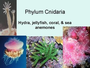 Phylum Cnidaria Hydra jellyfish coral sea anemones Cnidaria
