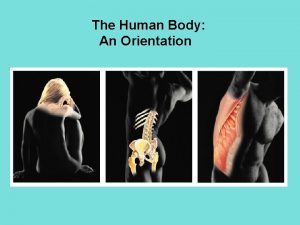 The Human Body An Orientation The Human Body