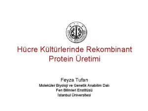 Hcre Kltrlerinde Rekombinant Protein retimi Feyza Tufan Molekler