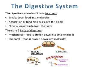 The digestive system has 3 main functions Breaks