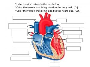 Label heart structure in the box below Color