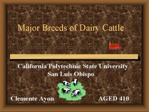 Major Breeds of Dairy Cattle California Polytechnic State