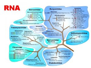 RNA Orthomyxoviruses Influenza The Orthomyxoviruses are composed of