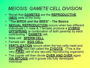 MEIOSIS GAMETE CELL DIVISION Recall that GAMETES are