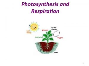 Photosynthesis and Respiration 1 Plants are Autotrophs An