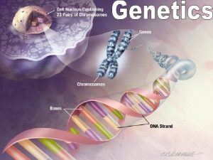 Genetics The study of inheritance the genetic transmission