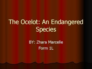 The Ocelot An Endangered Species BY Zhara Marcelle