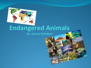 Endangered Animals By Denisa Refatllari Endangered Animals There