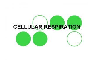 CELLULAR RESPIRATION Mitochondria l Organelle where cellular respiration