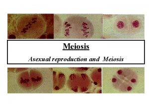 Meiosis Asexual reproduction and Meiosis Advantages of Asexual