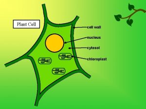 Plant Cell cell wall nucleus cytosol chloroplast Plant