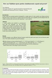 How can Trifolium repens patches simultaneously expand persist