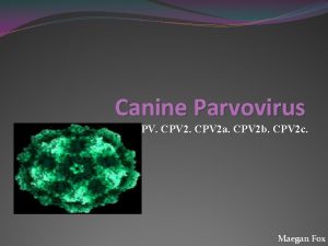 Canine Parvovirus CPV 2 a CPV 2 b