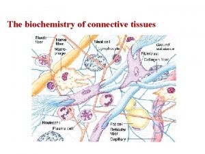 The biochemistry of connective tissues Connective tissue CT
