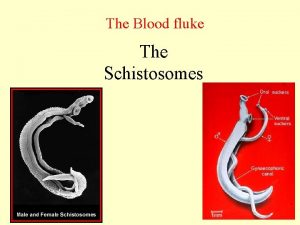 The Blood fluke The Schistosomes Outline General feature