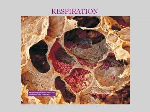 RESPIRATION Respiration The function of the respiratory system