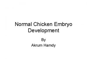 Normal Chicken Embryo Development By Akrum Hamdy Extra