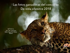 Las fotos ganadoras del concurso De vida silvestre