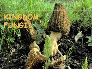KINGDOM FUNGI 1 THE CHARACTERISTICS OF FUNGI Fungi
