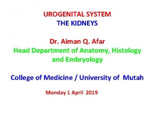 UROGENITAL SYSTEM THE KIDNEYS Dr Aiman Q Afar