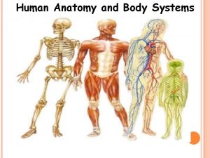 Human Anatomy and Body Systems THE BODY SYSTEMS