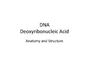DNA Deoxyribonucleic Acid Anatomy and Structure DNA stands