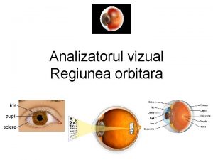 Analizatorul vizual Regiunea orbitara Orbita Regiunea palpebrala Regiunea