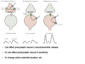 Can affect presynaptic neurons neurotransmitter release Or can