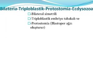 BilateriaTriploblastikProtostomiaEcdysozoa Bilateral simetrili Triploblastik embriyo tabakal ve Protostomia