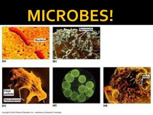 MICROBES What is a Microbe Microbe A living