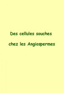 Des cellules souches chez les Angiospermes PLAN Dfinitions