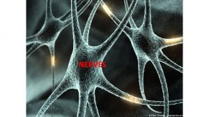 NERVES NERVES a nerve is a bundle of