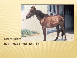 Equine Science INTERNAL PARASITES INTERNAL PARASITES Why should