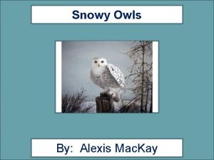 Snowy Owls By Alexis Mac Kay Snowy Owl