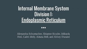 Internal Membrane System Division I Endoplasmic Reticulum Alexandra