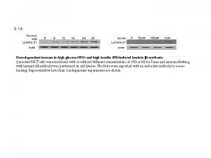 S 1 A Glucose m M Laminin 1