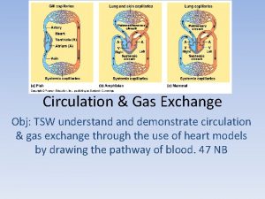 Circulation Gas Exchange Obj TSW understand demonstrate circulation