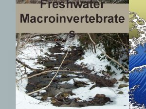 Freshwater Macroinvertebrate s ANNELIDA Phylum OLIGOCHAETA HIRUDINIA LEECHES