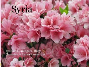 Syria by Juan Dominguez Rudy Gonzales Laura Zamarripa