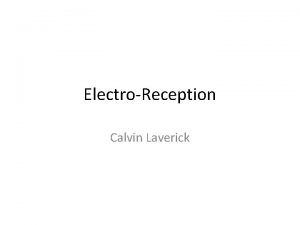 ElectroReception Calvin Laverick Why the Power Point Calvin ElectroReception Calvin Laverick Why the Power Point Calvin