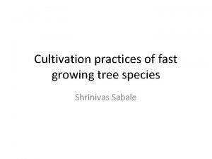 Cultivation practices of fast growing tree species Shrinivas
