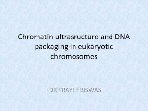 Chromatin ultrasructure and DNA packaging in eukaryotic chromosomes