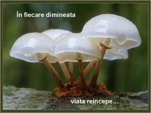 n fiecare dimineata viata reincepe mereu n miscare