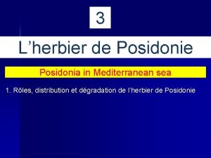 3 Lherbier de Posidonia in Mediterranean sea 1