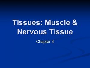 Tissues Muscle Nervous Tissue Chapter 3 Muscle Tissue
