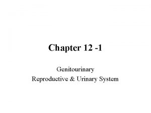Chapter 12 1 Genitourinary Reproductive Urinary System ROOT