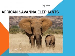 By John AFRICAN SAVANNA ELEPHANTS INTRODUCTION Savanna elephants